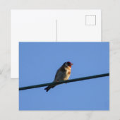 Putter briefkaart (Voorkant / Achterkant)