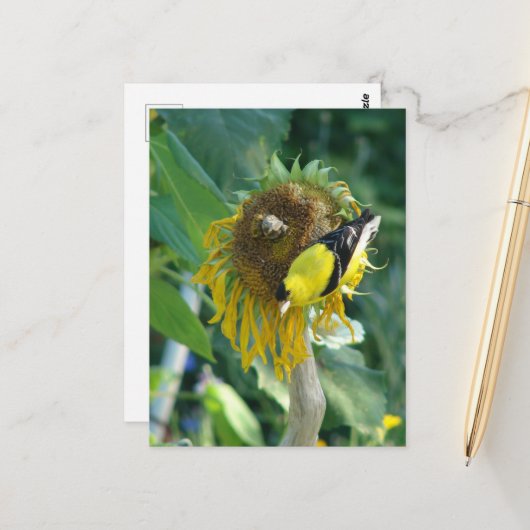 Puttertje en een zonnebloem briefkaart (Voorkant / Achterkant in situ)
