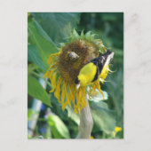 Puttertje en een zonnebloem briefkaart (Voorkant)