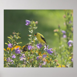 Puttertje op een Bloem van Grasklokje Poster