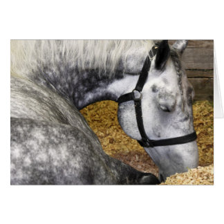 Puyallup Fair Horse 5x7-kaart