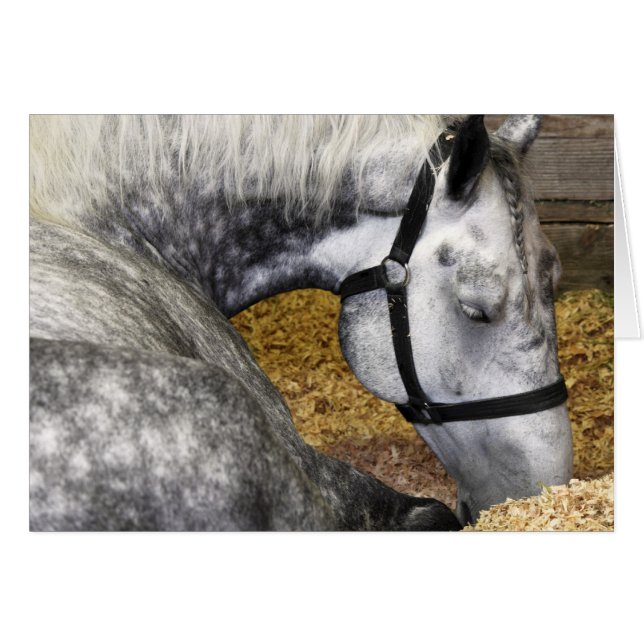 Puyallup Fair Horse 5x7-kaart (Voorkant Horizontaal)