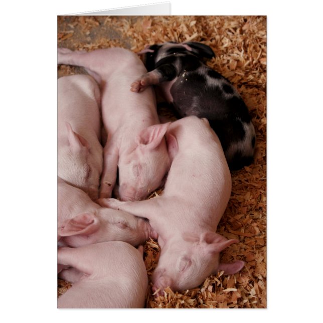 Puyallup Fair Piglets (Voorkant)
