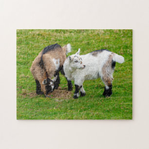 Puzzel Dwerggeitjes