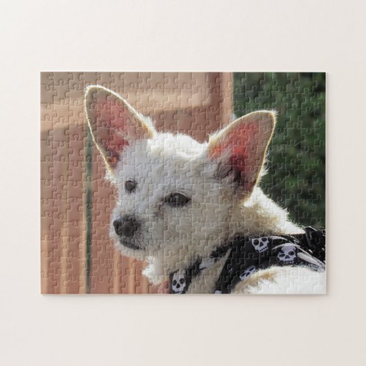 Puzzel - kleine witte hond legpuzzel (Horizontaal)