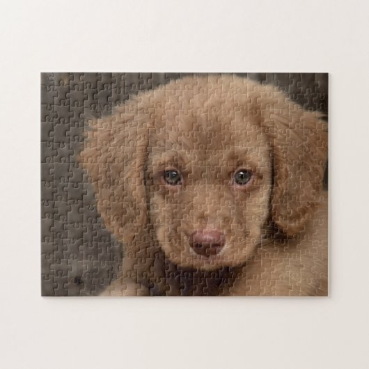 Puzzel - Mooie bruine puppy (Horizontaal)