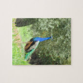 Puzzel - Pauw op de Heuvel (Horizontaal)