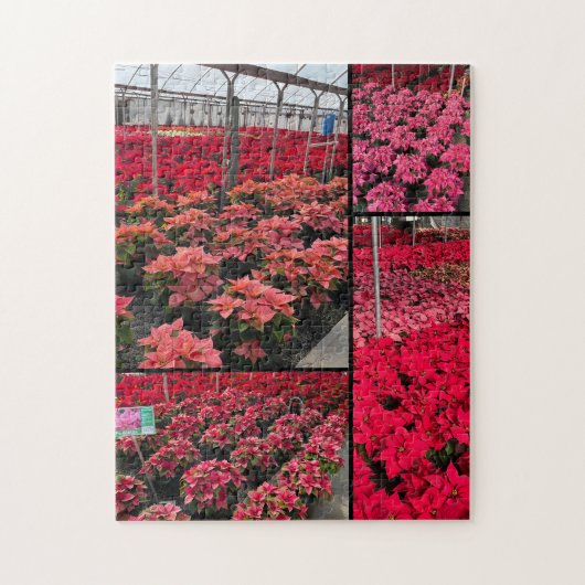 Puzzel Poinsettia Kas Rode Bloemen (Verticaal)