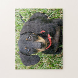 puzzel voor puzzels - Dachshund