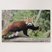 puzzels Foto: rode panda, dieren 0522. (Horizontaal)