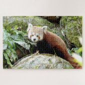 puzzels Foto: rode panda, dieren 0523. (Horizontaal)