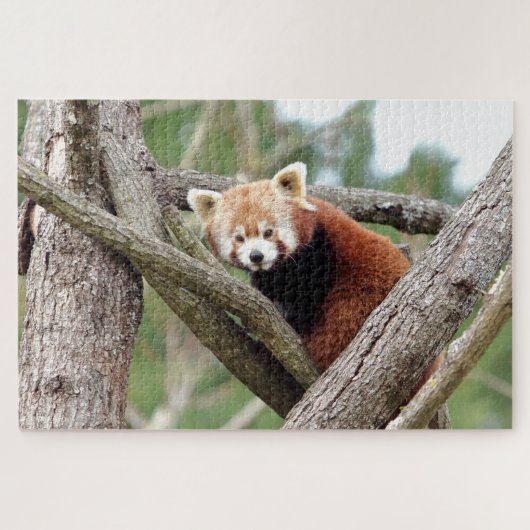puzzels Foto: rode panda, dieren 0524. (Horizontaal)