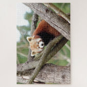 puzzels Foto: rode panda, dieren 0524. (Verticaal)