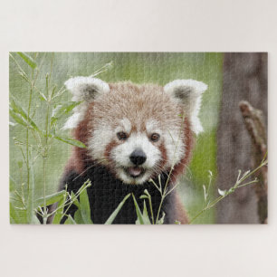 puzzels Foto: rode panda, dieren 0526.
