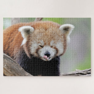 puzzels Foto: rode panda, dieren 0527.