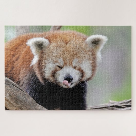 puzzels Foto: rode panda, dieren 0527. (Horizontaal)