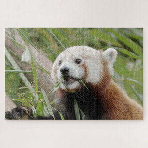 puzzels Foto: rode panda, dieren 0528.