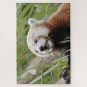 puzzels Foto: rode panda, dieren 0528. (Verticaal)
