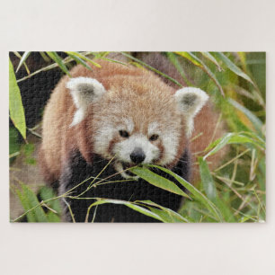 puzzels Foto: rode panda, dieren 0529.