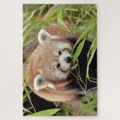 puzzels Foto: rode panda, dieren 0529. (Verticaal)