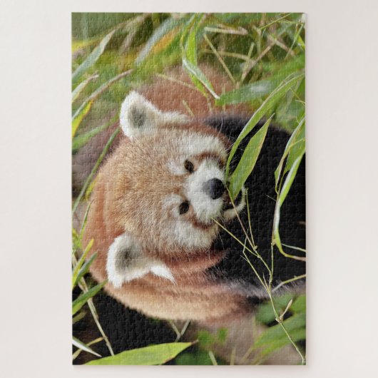 puzzels Foto: rode panda, dieren 0529. (Verticaal)