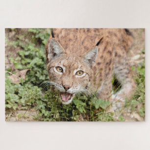 Puzzels Fotolynx, dieren.