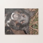 Puzzle Husky Cross Brown Eyes Legpuzzel (Horizontaal)