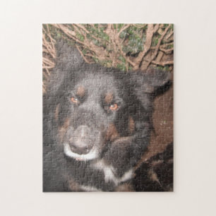 Puzzle Husky Cross Brown Eyes Legpuzzel