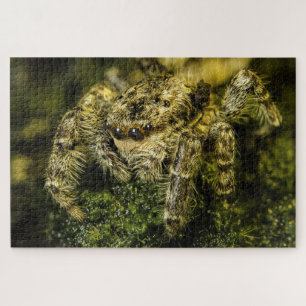 Puzzle Jumping spider on the moss foto Legpuzzel