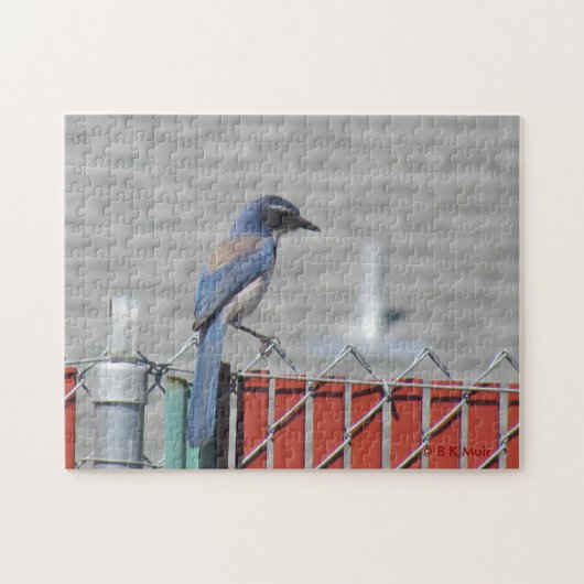 Puzzle - Westerne scrub-Jay op hek Legpuzzel (Horizontaal)