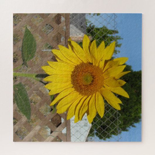 Puzzle - Zonnebloem tegen hek Legpuzzel (Horizontaal)