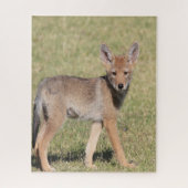 Puzzles Coyote Legpuzzel (Verticaal)