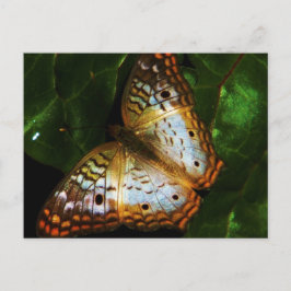 pvc - vlinderwerkkaart briefkaart