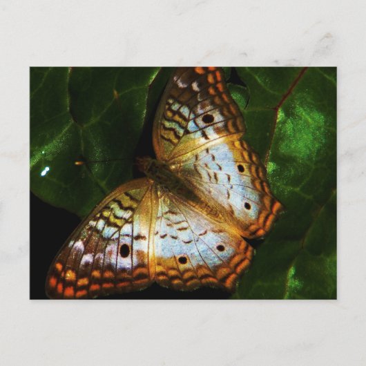 pvc - vlinderwerkkaart briefkaart (Voorkant)