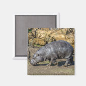 Pygmee Hippo koelkast magneet (Voorkant / Achterkant)