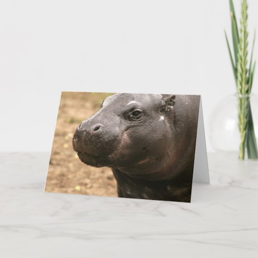 Pygmee Hippo-Wenskaart Kaart (Voorkant)