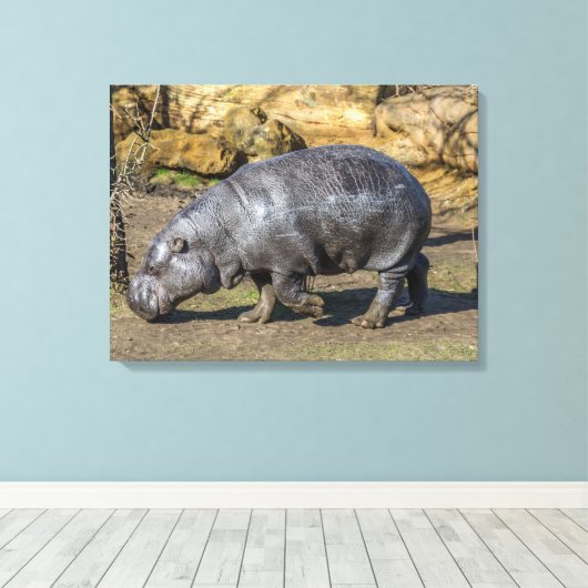 Pygmee nijlpaard in de dierentuin canvas print (Insitu (Houten vloer))