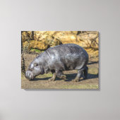 Pygmee nijlpaard in de dierentuin canvas print (Voorkant)