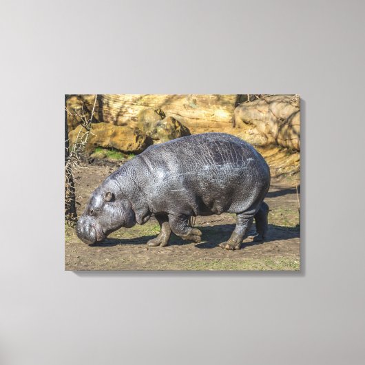 Pygmee nijlpaard in de dierentuin canvas print (Voorkant)