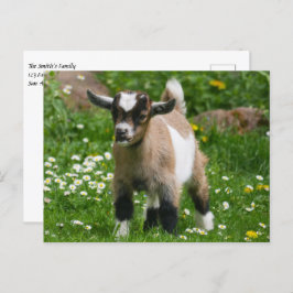Pygmy Dwarf Goat Kind in Flowers Briefkaart