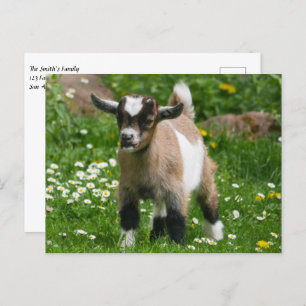 Pygmy Dwarf Goat Kind in Flowers Briefkaart