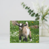 Pygmy Dwarf Goat Kind in Flowers Briefkaart (Staand voorkant)