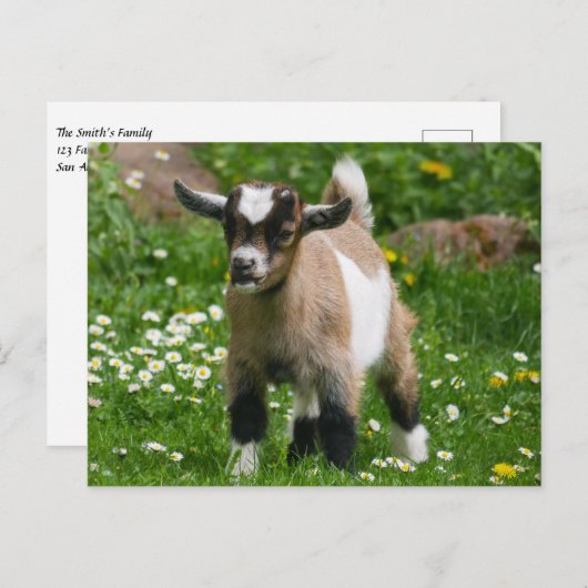 Pygmy Dwarf Goat Kind in Flowers Briefkaart (Voorkant / Achterkant)