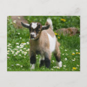 Pygmy Dwarf Goat Kind in Flowers Briefkaart (Voorkant)