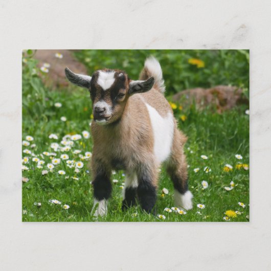 Pygmy Dwarf Goat Kind in Flowers Briefkaart (Voorkant)