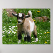 Pygmy Dwarf Goat Kind in Flowers Poster (Voorkant)