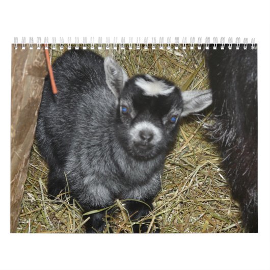 Pygmy Goat Babies Kalender (Hoes)