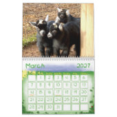 Pygmy Goat Babies Kalender (Mar 2027)