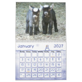 Pygmy Goat Babies Kalender (Jan 2027)