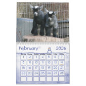 Pygmy Goat Babies Kalender (Feb 2026)